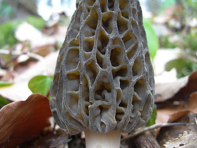 Il Tempo delle Morchelle